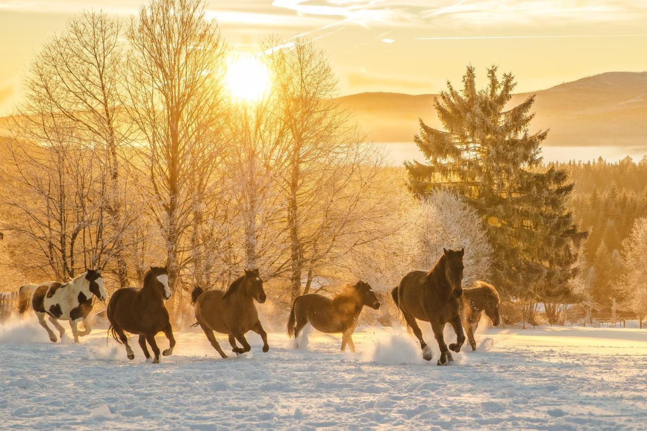Landhotel Zum Matthiasl Bischofsreut エクステリア 写真